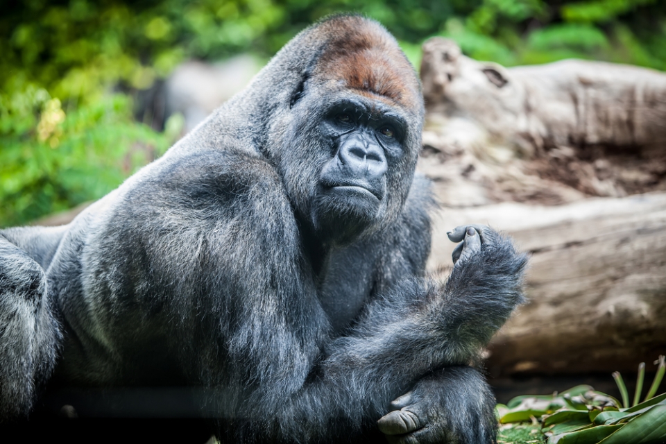 Photo of a gorilla