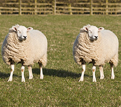 twin sheep in a field