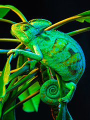 Skulkers, Stinkers, and Sloughers