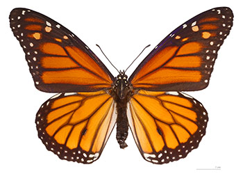 Monarch Butterfly