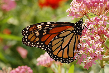 Monarch Butterfly